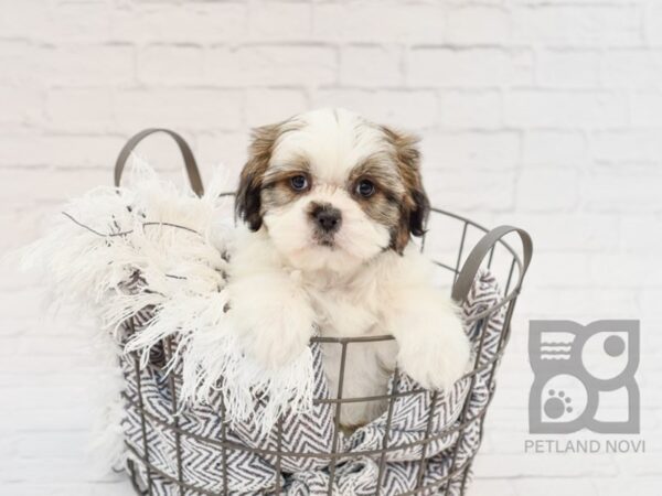Teddy Bear-DOG-Male-BROWN WH-33828-Petland Novi, Michigan