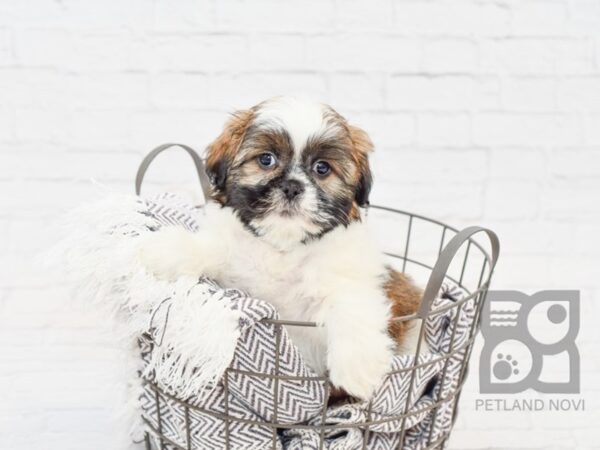 Teddy Bear-DOG-Male-BROWN WH-33829-Petland Novi, Michigan