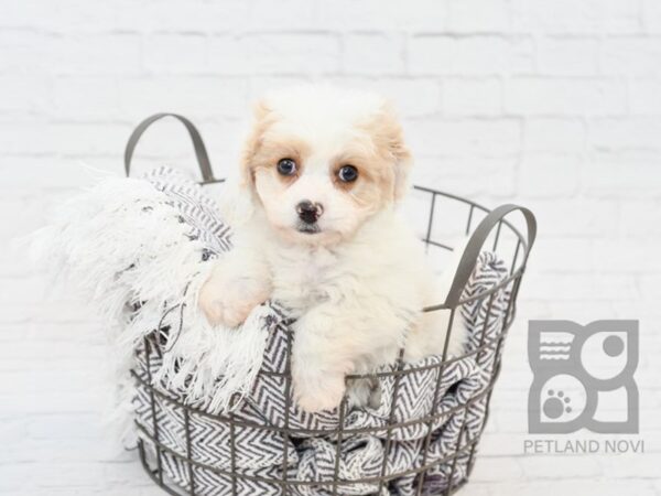 Cavachon DOG Female brown white 33830 Petland Novi, Michigan