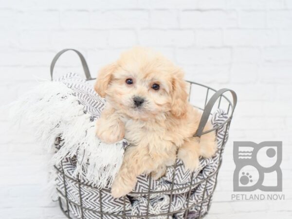 Cavachon DOG Male brown white 33831 Petland Novi, Michigan