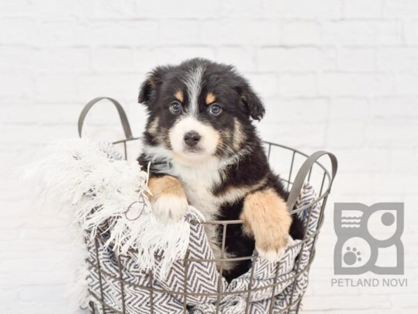 Mini Aussie DOG Male BLK TRI 33833 Petland Novi, Michigan