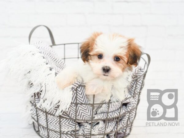 Teddy Bear-DOG-Male-BROWN WH-33834-Petland Novi, Michigan