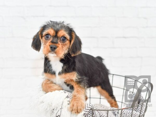 Yorkie Cav DOG Female TRI 33835 Petland Novi, Michigan