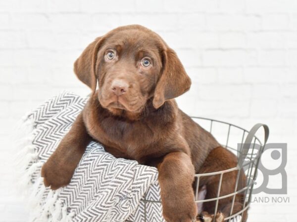 Labrador Retriever-DOG-Male-Chocolate-33836-Petland Novi, Michigan