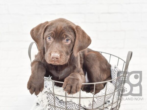 Labrador Retriever-DOG-Female-Chocolate-33837-Petland Novi, Michigan