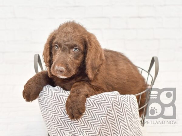 Labradoodle-DOG-Male-Chocolate-33839-Petland Novi, Michigan