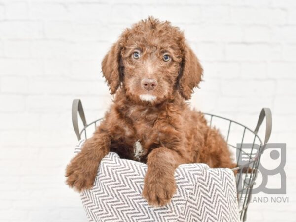 Labradoodle DOG Female Chocolate 33840 Petland Novi, Michigan