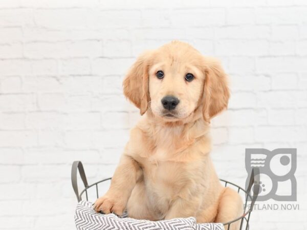 Golden Retriever-DOG-Male-Golden-33841-Petland Novi, Michigan