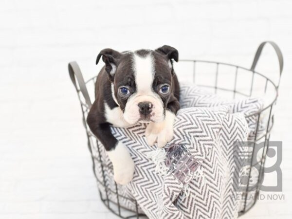 Boston Terrier DOG Male Black & White 33843 Petland Novi, Michigan