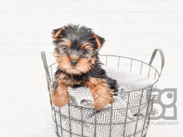 Yorkshire Terrier DOG Male Black & Tan 33844 Petland Novi, Michigan