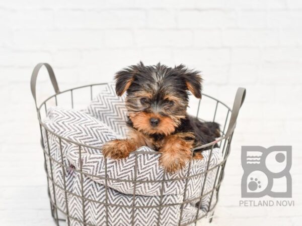 Yorkshire Terrier DOG Female Black & Tan 33845 Petland Novi, Michigan