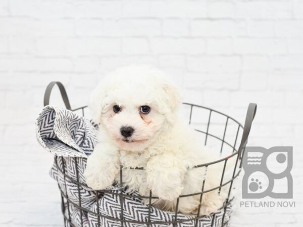 Bichon Frise-DOG-Male-WH-33847-Petland Novi, Michigan