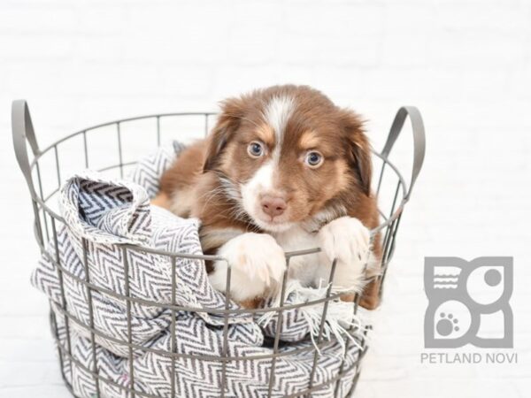 Miniature Australian Shepherd-DOG-Female-Red merle-33848-Petland Novi, Michigan