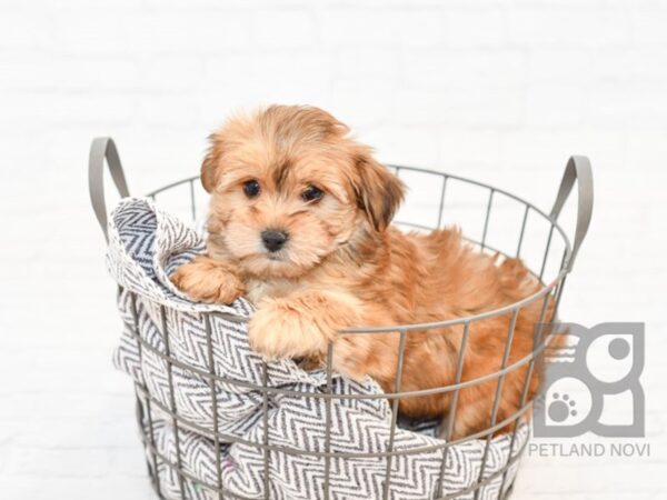 Morkie-DOG-Female-BRINDLE-33849-Petland Novi, Michigan