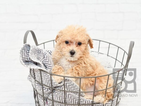 Bichon Poo DOG Male RED 33850 Petland Novi, Michigan