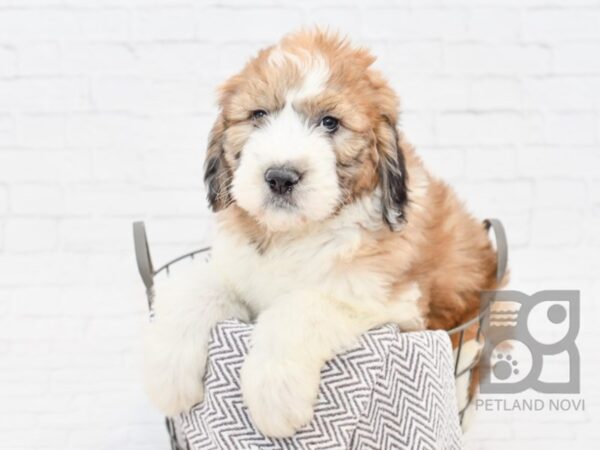 Saintdoodle DOG Female Sable White 33858 Petland Novi, Michigan