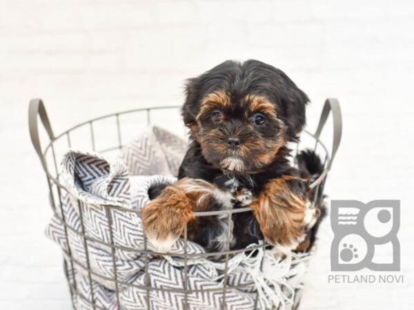 Shorkie DOG Female BLACK TAN 33851 Petland Novi, Michigan