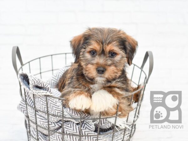 Shorkie DOG Male BIEGE 33852 Petland Novi, Michigan