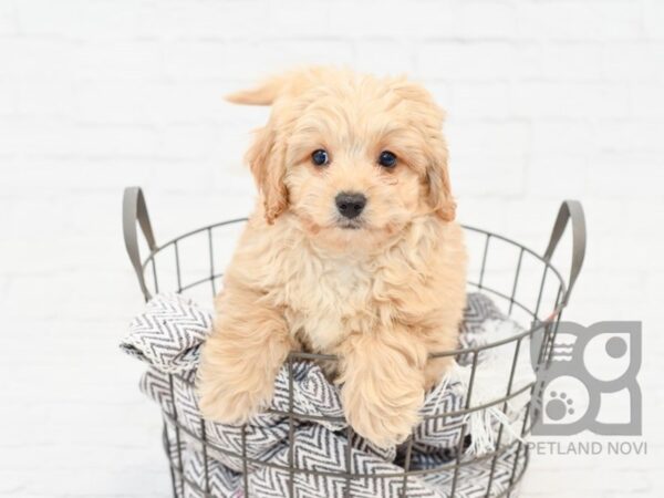 Cavapoo-DOG-Male-Apricot-33853-Petland Novi, Michigan