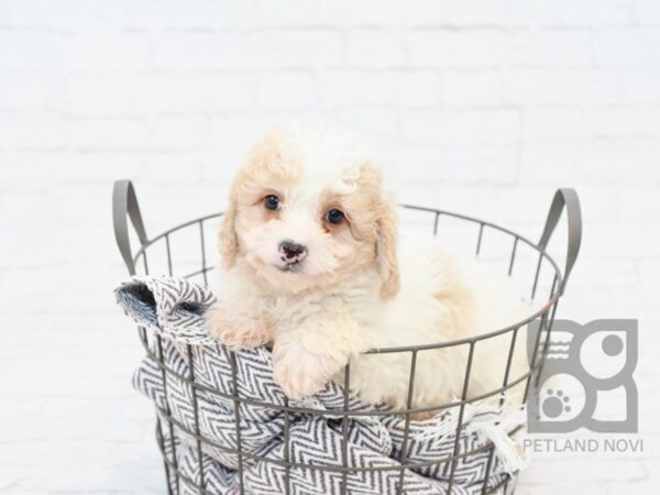 Cavapoo-DOG-Male-Cream & White-33854-Petland Novi, Michigan