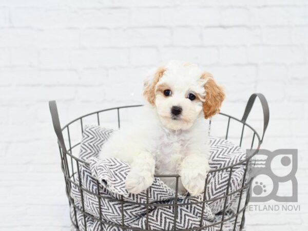 Bichon Poo DOG Female Red & White 33855 Petland Novi, Michigan