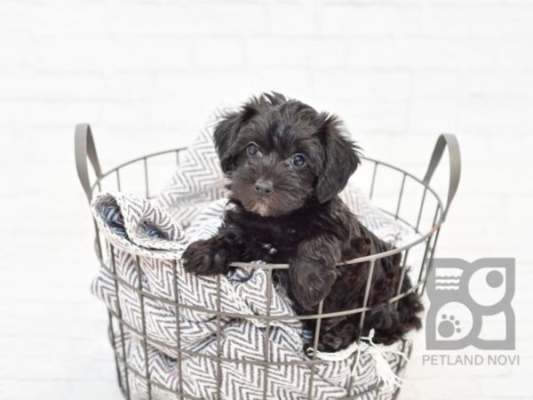 Yochon-DOG-Male-Black-33856-Petland Novi, Michigan