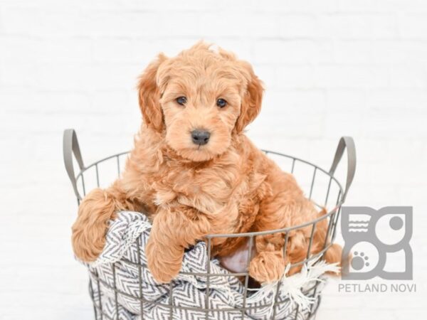 F2 MINI GOLDENDOODLE-DOG-Male-Red-33857-Petland Novi, Michigan