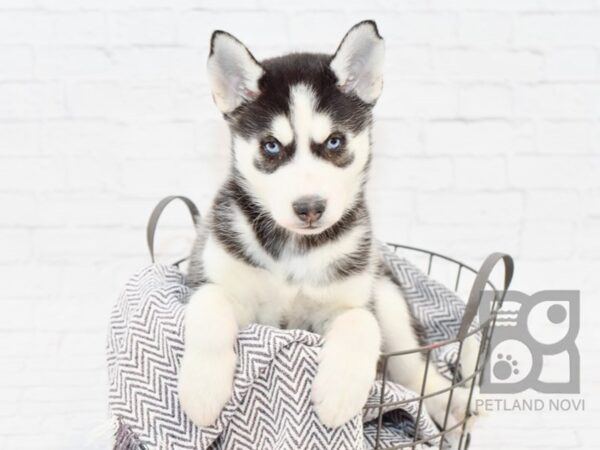 Siberian Husky-DOG-Male-Black & White-33859-Petland Novi, Michigan