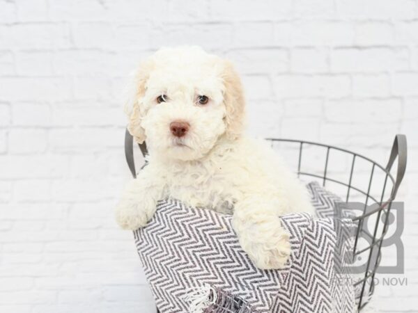 Cockapoo DOG Male Cream & White 33860 Petland Novi, Michigan