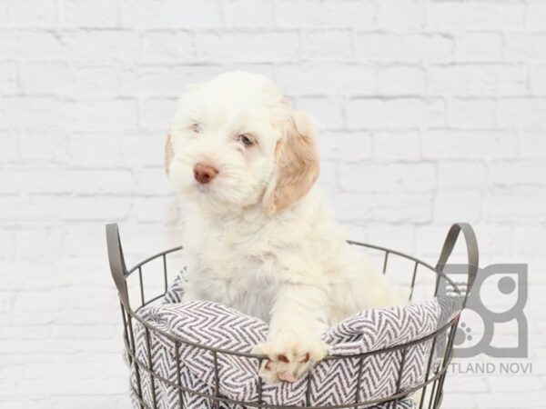 Cockapoo DOG Male Cream & White 33861 Petland Novi, Michigan