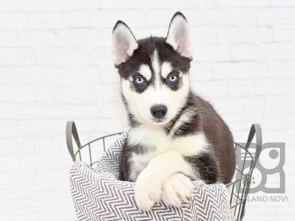 Siberian Husky-DOG-Male-Black & White-33862-Petland Novi, Michigan