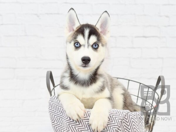 Siberian Husky-DOG-Female-Black & White-33863-Petland Novi, Michigan