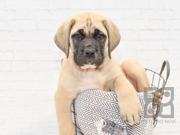 English Mastiff-DOG-Male-Fawn w/Blk Mask-33846-Petland Novi, Michigan