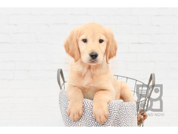 Golden Retriever-DOG-Female-Golden-33842-Petland Novi, Michigan