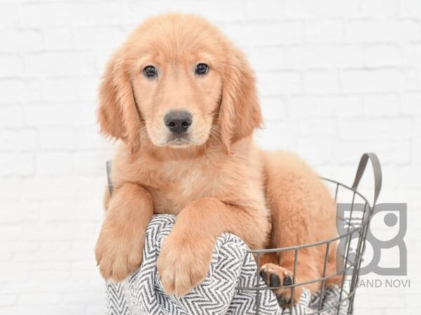 Golden Retriever-DOG-Male-Red-33816-Petland Novi, Michigan