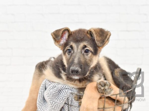 German Shepherd Dog DOG Male Black / Tan 33864 Petland Novi, Michigan