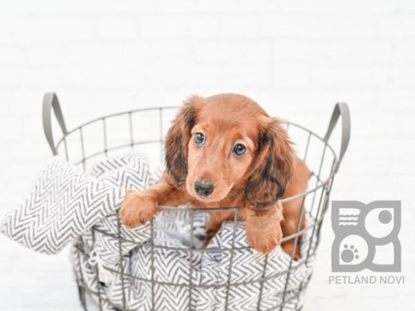 Dachshund-DOG-Female-Red-33865-Petland Novi, Michigan