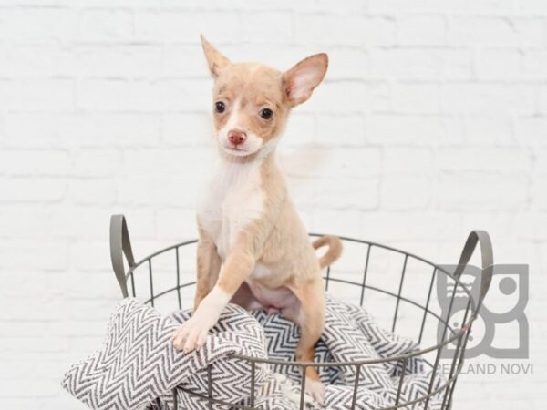 Chihuahua DOG Female Chocolate / White 33866 Petland Novi, Michigan