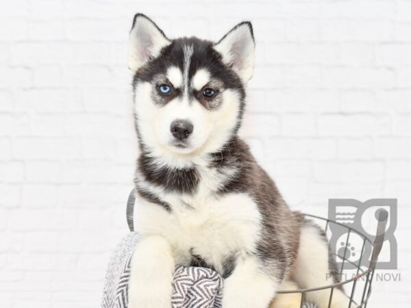 Siberian Husky-DOG-Male-Black / White-33867-Petland Novi, Michigan