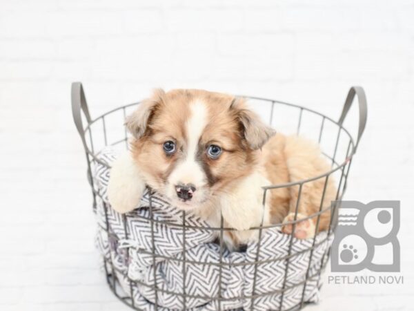 Spitz Mix-DOG-Female-White & Tan-33869-Petland Novi, Michigan