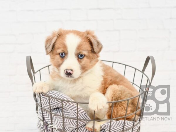 Spitz Mix-DOG-Female-White & Tan-33870-Petland Novi, Michigan