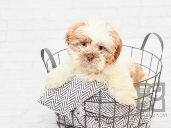 Shih Poo DOG Male Red & White 33872 Petland Novi, Michigan