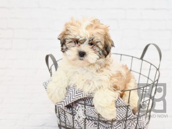 Shih Poo-DOG-Female-Gold & White-33873-Petland Novi, Michigan