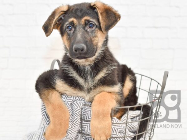 German Shepherd-DOG-Male-Black & Tan-33874-Petland Novi, Michigan