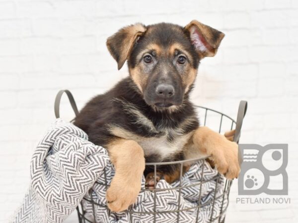 German Shepherd DOG Female Black & Tan 33875 Petland Novi, Michigan