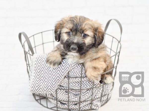 Havanese DOG Male Brindle wh 33876 Petland Novi, Michigan