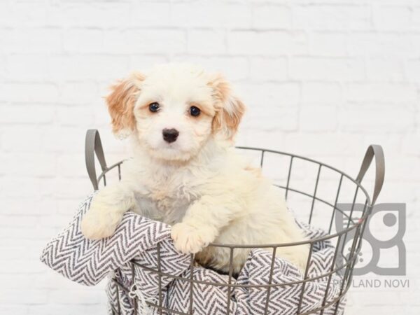 Cavachon DOG Female blienhiem 33877 Petland Novi, Michigan