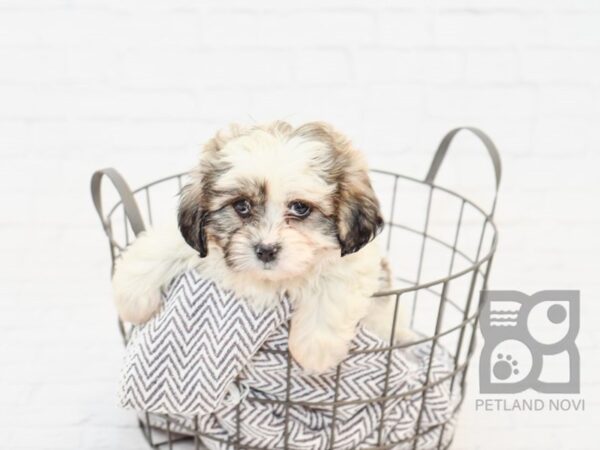 Teddy Bear-DOG-Female-BRN WH-33878-Petland Novi, Michigan