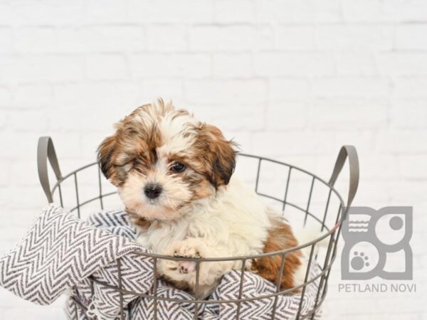 Teddy Bear-DOG-Male-BRN WH-33879-Petland Novi, Michigan