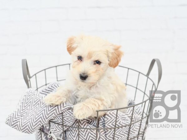 Westiepoo DOG Male CREAM 33881 Petland Novi, Michigan